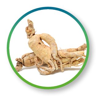 Ginseng